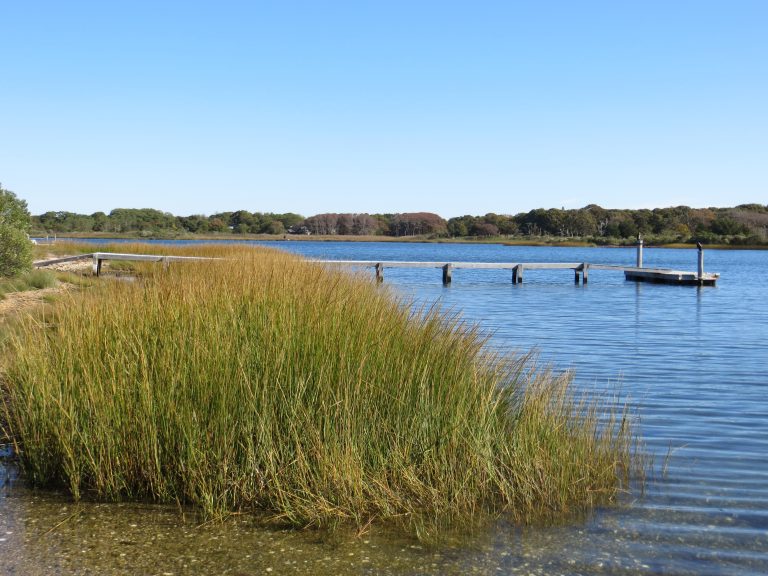 healthy pond